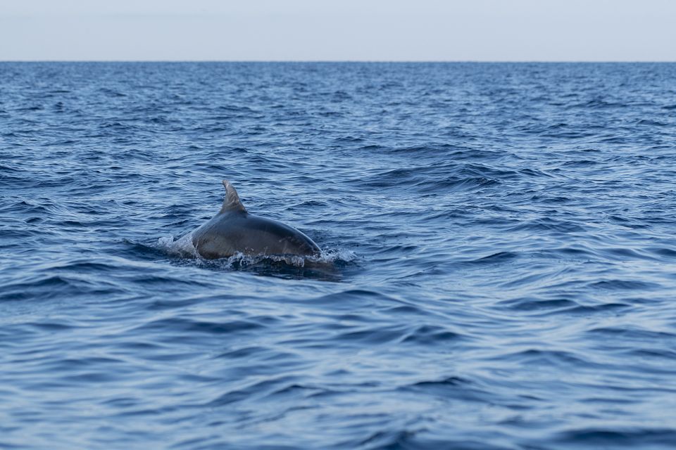 Vrsar: Dolphin Sunrise Adventure With Speedboat - Highlights of the Tour