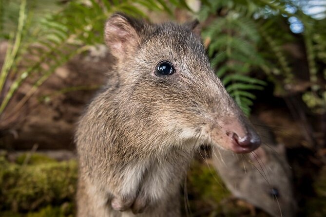 Walk With Wildlife: Guided Tour in Great Ocean Road - Accessibility Options