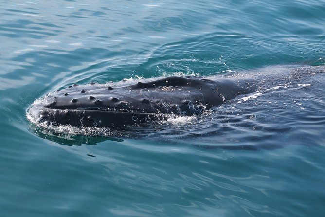 Whale Watching Busselton - Exploring Busselton Jetty