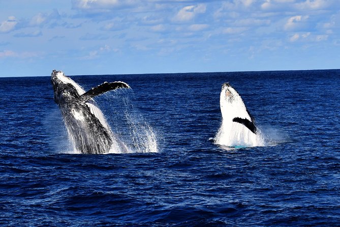 Whale Watching Cruise From Redcliffe, Brisbane or the Sunshine Coast - Customer Reviews and Feedback