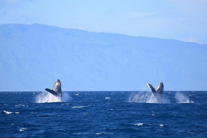 Whale Watching From Maalaea Harbor - Booking Your Whale Watching Experience