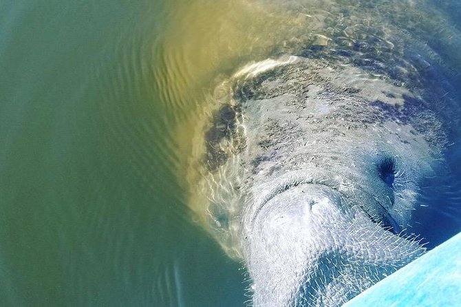 Wildlife Refuge Manatee, Dolphin & Mangrove Kayak or Paddleboarding Tour! - Meeting Point & Directions