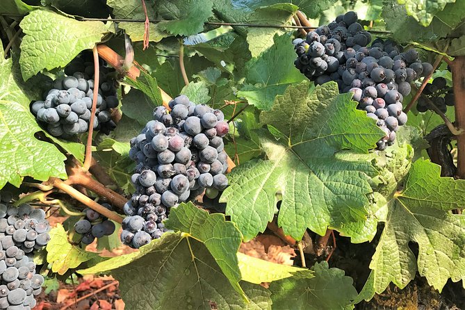 Willamette Valley Wine Tour From Portland (Tasting Fees Included) - Wineries Featured on the Tour