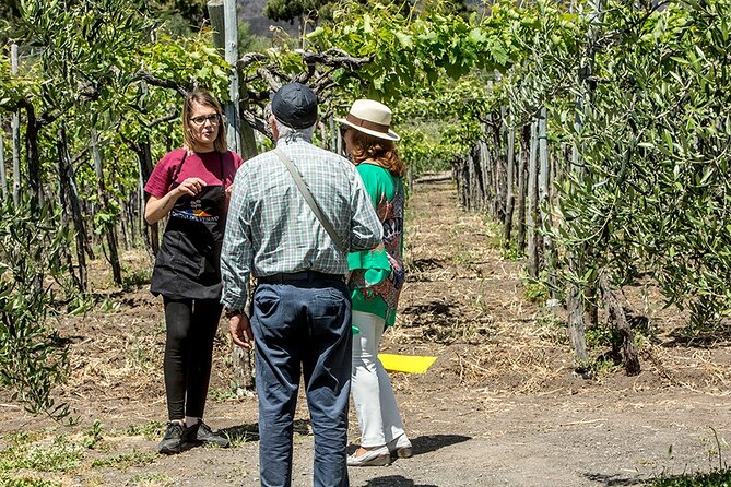 Wine Tasting on the Slopes of Vesuvius From Naples With Lunch - Health and Safety