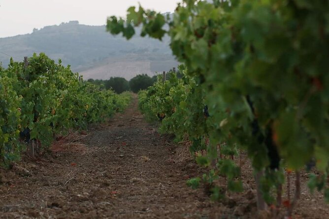 Wine Tour in the Historic Baglio Florio Adamo With Lunch - Accessibility Features