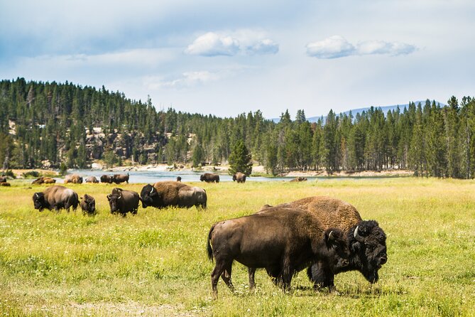 Yellowstone National Park Self-Guided Driving Audio Tour - Additional Offers and Recommendations