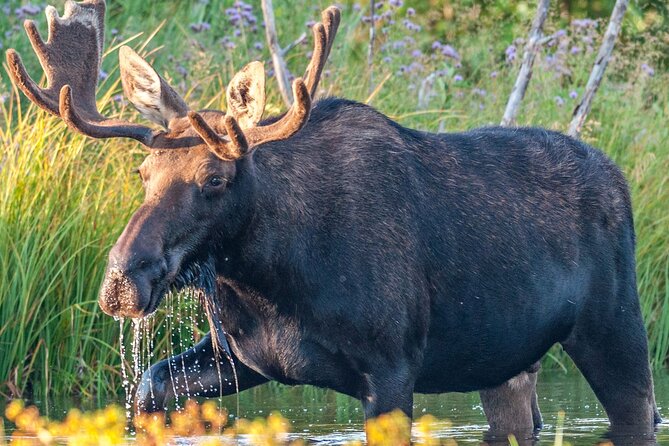 Yellowstone National Park Tour From Jackson Hole - Customer Reviews