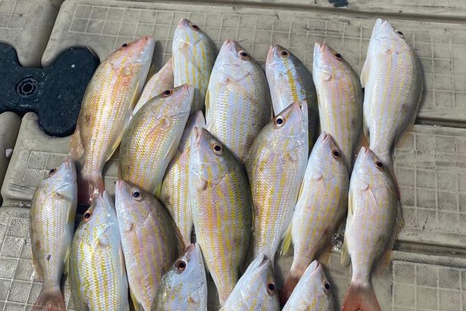 4HR-Halfday Private Fishing Tour in Gracebay - Key Points