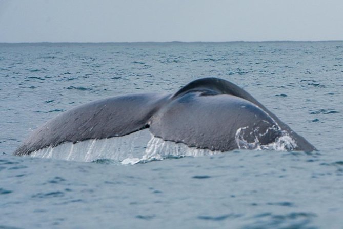 2-Hour Guided Whale Watching Tour at Noosa - Booking Information