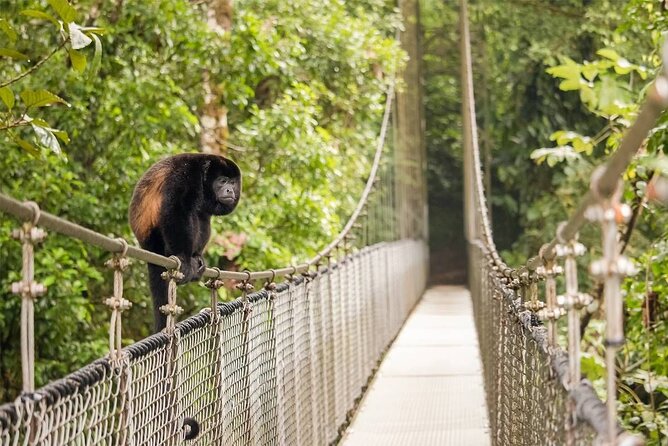 3 in 1 Combo: La Fortuna Waterfall, Hanging Bridges, Thermal Spa From San José - Accessibility Features