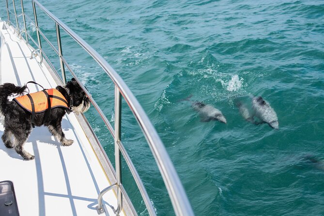 Akaroa Dolphins 〜 Harbour Nature Cruise - Customer Feedback Insights