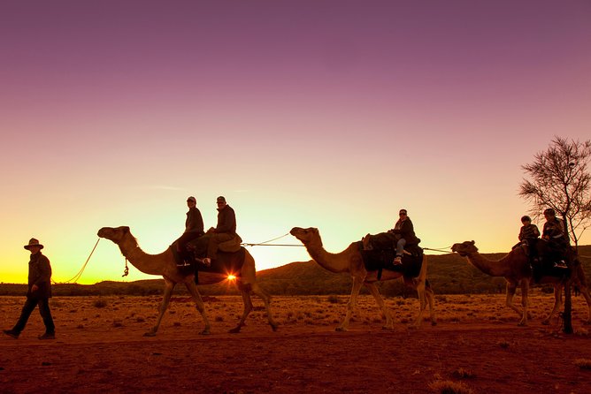 Alice Springs Camel Tour - Guest Experiences and Reviews