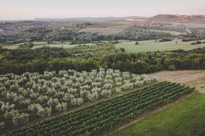 An Authentic Istrian Olive Oil, Wine & Local Food Experience Near Umag - Meeting Point Details