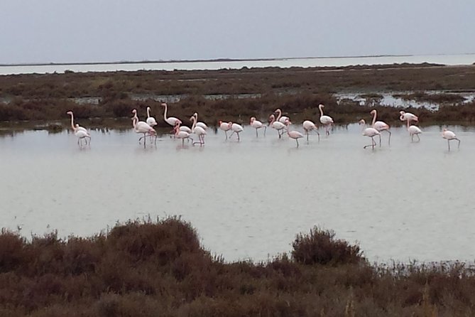 Arles and Camargue Small-Group Half-Day Tour From Avignon - Traveler Reviews and Feedback