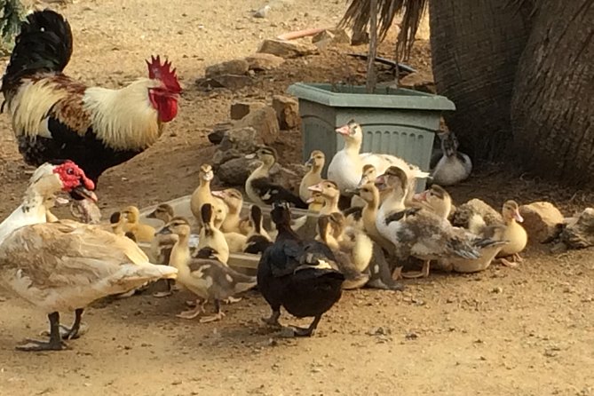 Aruba Ostrich Farm Tour With Lunch - Guest Reviews