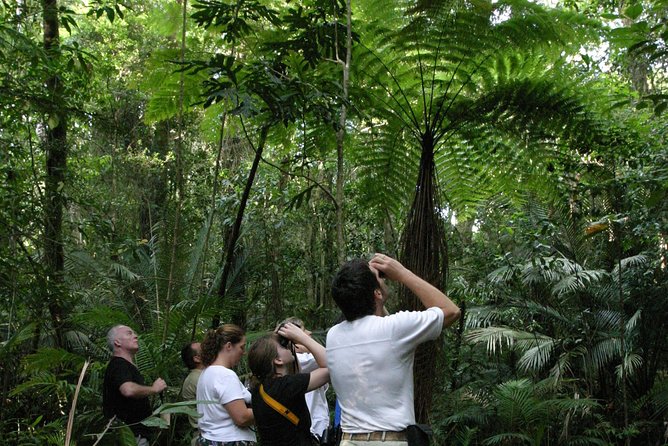 Atherton Tablelands Rain Forest by Night From Cairns - Practical Information for Visitors