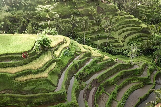 Bali Rafting With Tegalalang Rice Terrace Jungle Swing Ubud - Transportation and Logistics