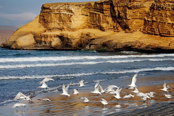 Ballestas Islands & National Reserve of Paracas From Ica - Customer Reviews and Feedback