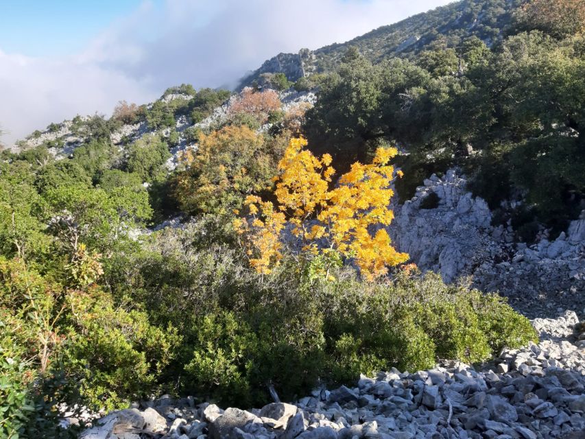 Baunei: Cala Goloritzé Trekking Tour With a Guide - What to Bring