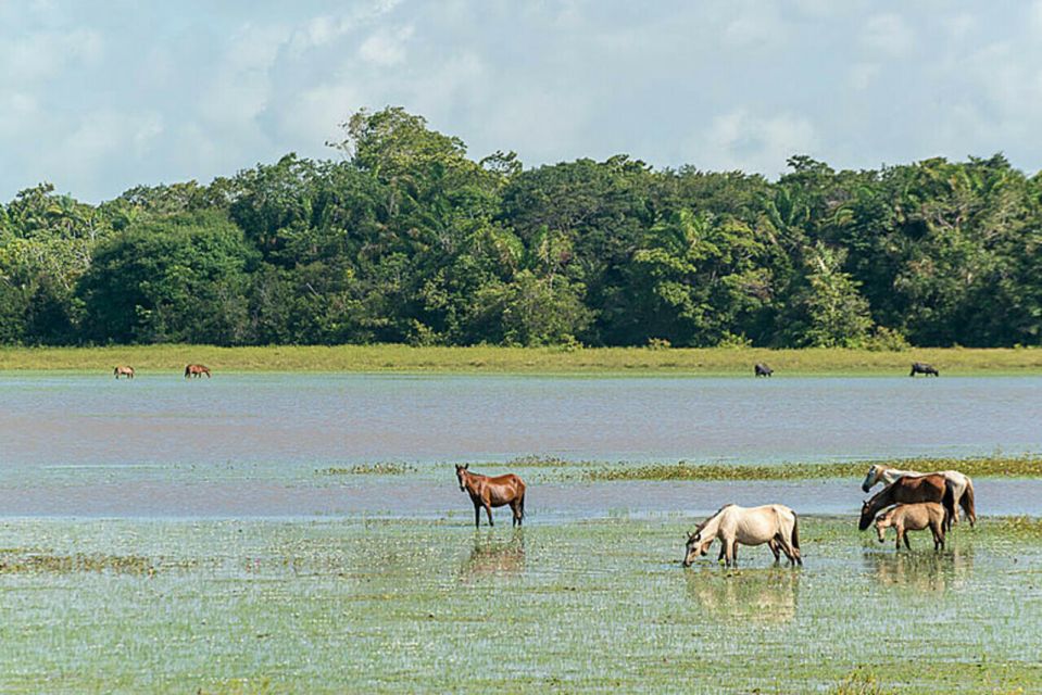 Belém: Marajó Island Day Trip With Buffalo Farm Visit - Buffalo Farming Insights