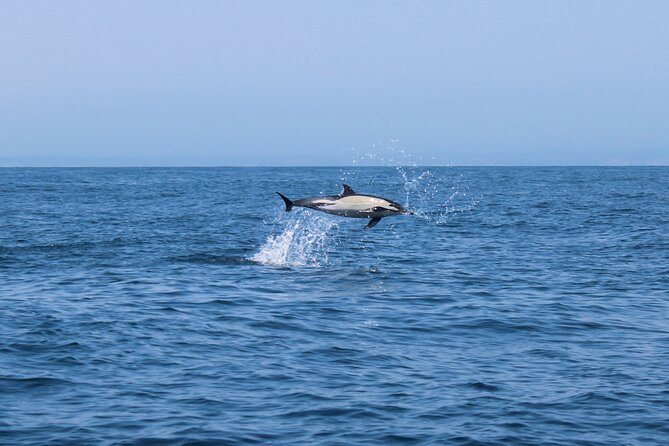 Benagil Caves and Dolphins Tour - Salema Beach - Tips for Preparation