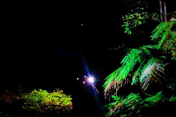 Blue Mountains Hiking Glow Worms Cave Wildlife Spotlighting Night Adventure - Customer Reviews Overview