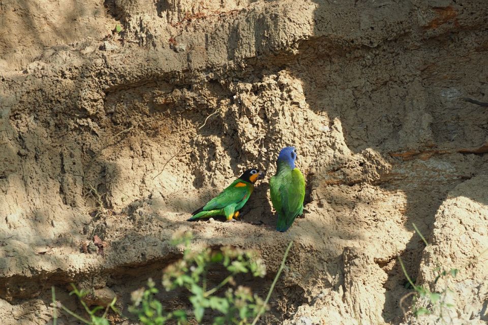 Cachuelas Parrots Claylick, Collpa Cachuela - Booking and Payment Options