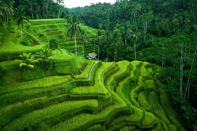 Central Bali Tour: Ubud Village, Kintamani Volcano, and Waterfall - Pricing and Cancellation