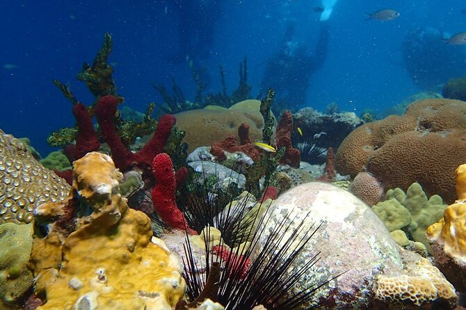 Champagne Reef Snorkeling Tour at Champagne Beach in Dominica - Booking Information