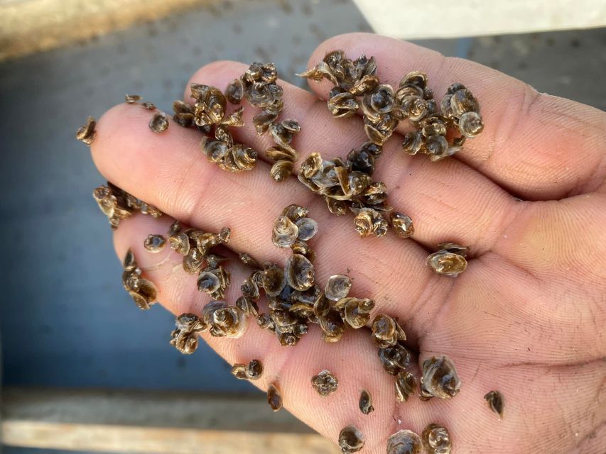 Chioggia: Discover Aquaculture Techniques in a Typical Boat - Customer Experiences and Feedback