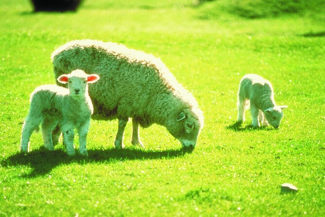 Christchurch Sheep Farm Visit - Positive Aspects of the Visit