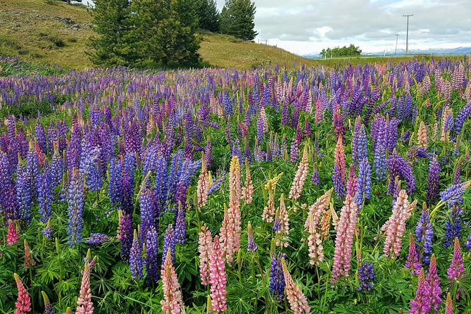 Christchurch to Queenstown via Mount Cook & Tekapo (Private Tour) - Inclusions and Additional Options