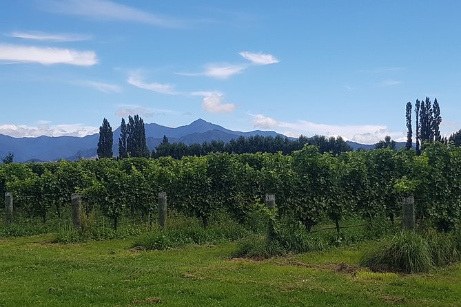 Cruise Excursion - Wines of Marlborough Tour - Recommendations for Travelers