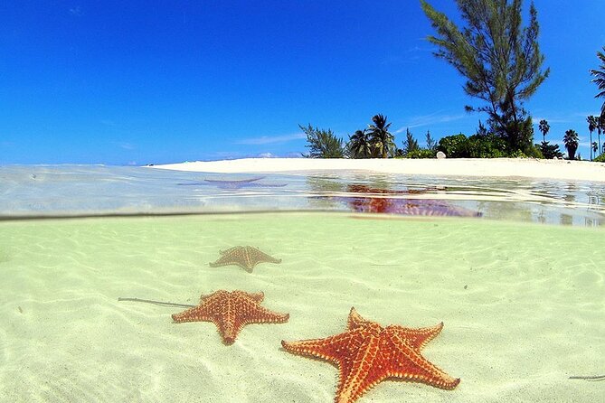 Cruise Ship Shore Tour - Stingray City, Reef Snorkel and Starfish - Booking Information and Policies