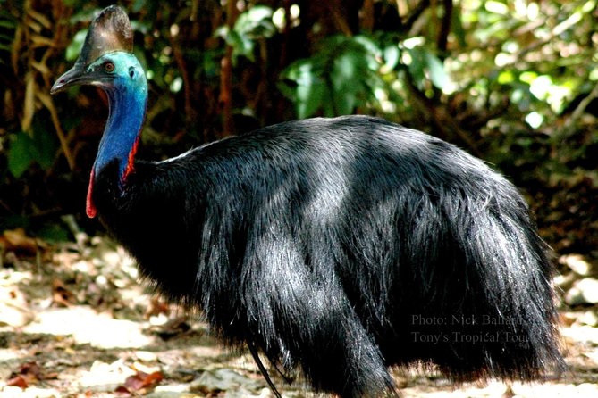 Daintree Rainforest, Mossman Gorge Small-Group From Port Douglas - Dietary Accommodations