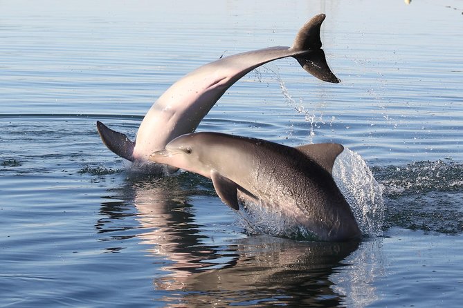 Dolphin Sanctuary Kayak Tour Adelaide - What to Expect