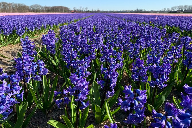 Enjoy the Tulip Fields by Bicycle With a Local Guide! Tulip Bike Tour! - Customer Feedback and Reviews