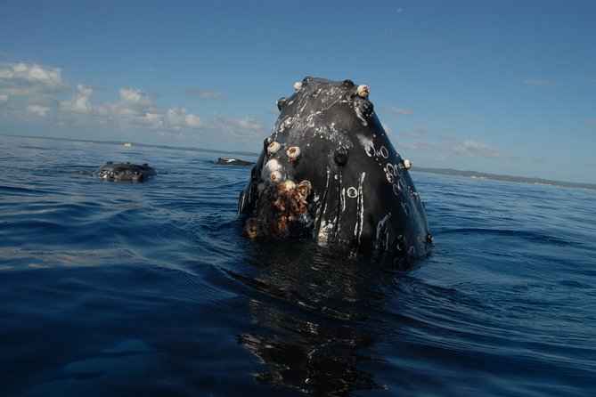 Fraser Island Whale Watch Encounter - Booking Process