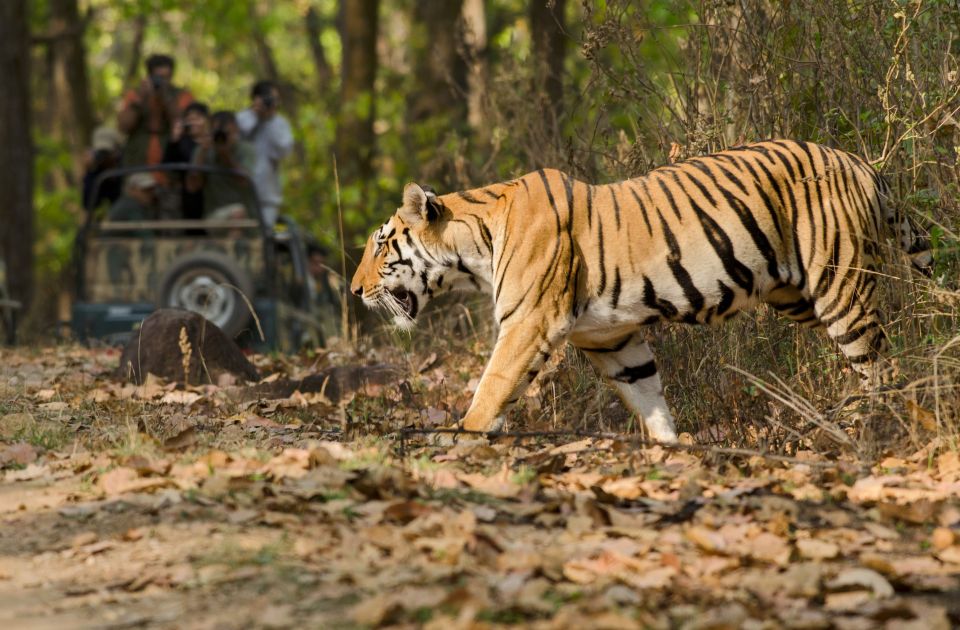 From Delhi: 5-Day Tiger Safari & Golden Triangle Tour - Inclusions and Transportation Details