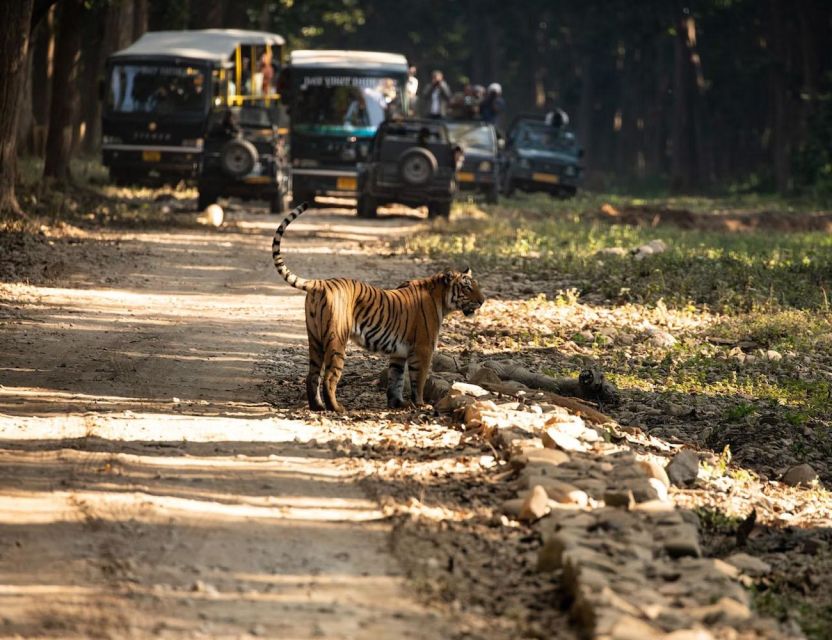 From Jaipur: Overnight Ranthambore Tiger Safari Private Tour - Inclusions and Exclusions