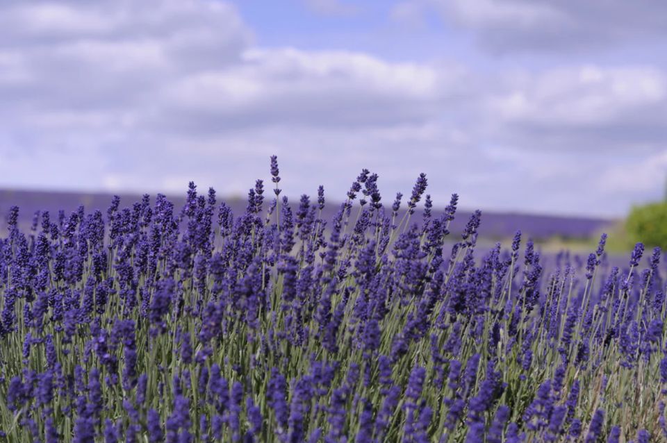 From London: Cotswolds, Country Pub Lunch & Lavender Fields - Practical Information