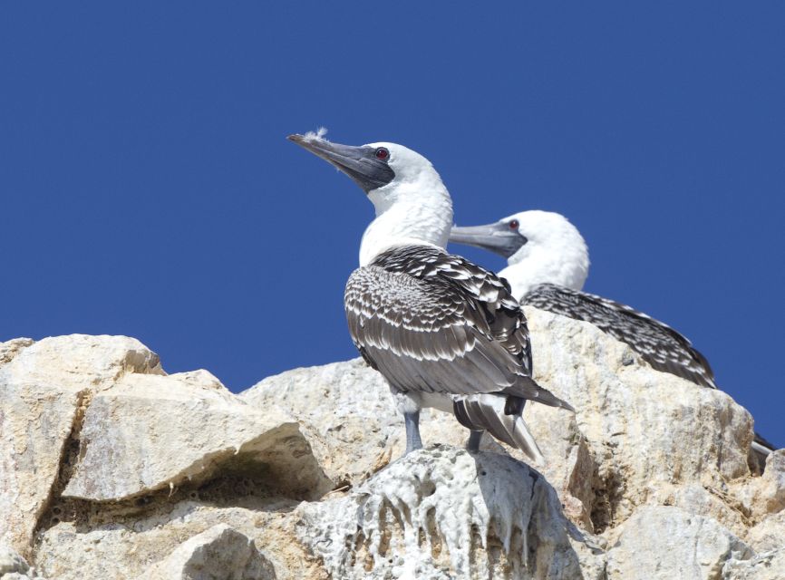 From Paracas: Ballestas Islands and Tambo Colorado Tour - Nearby Attractions