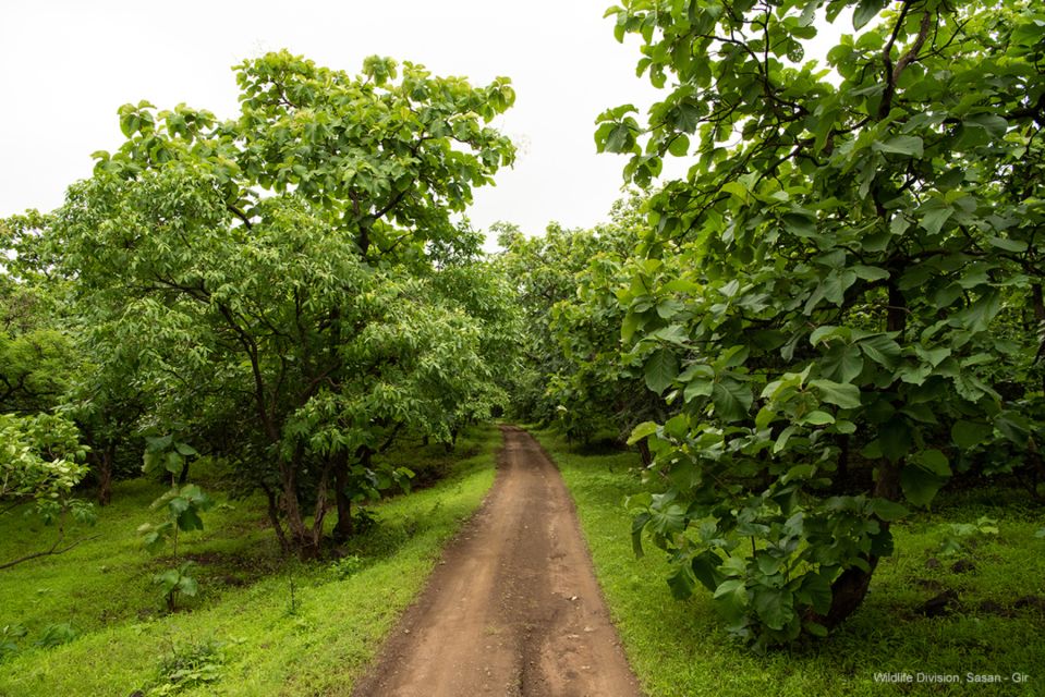 From Rajkot: Gir Somnath Weekend Tour - Services Included in the Tour