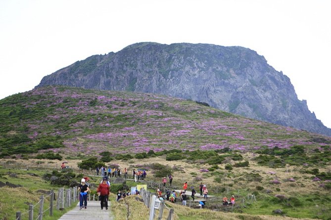 Full-Day Customizable Private Essential Jeju Island Tour for South Course - Booking Process