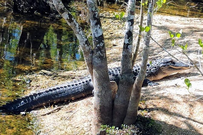 Full Day Everglades: Biologist Led WET Walk + 2 Boat Trips + Lunch Small Group - Guide Expertise and Visitor Reviews