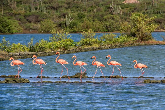 Full-Day Private Tour of East and West Curacao Island - Accessibility Information