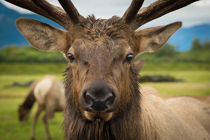 Glacier & Wildlife Discovery Tour - Booking and Preparation Tips