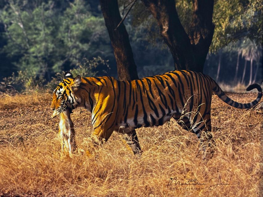 Golden Triangle Tour With Ranthambore by Car 6 Nights 7 Days - Pricing and Inclusions