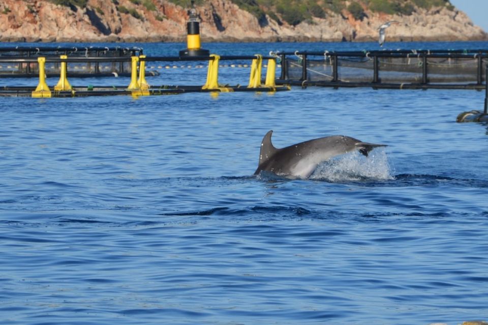 Golfo Aranci: Eco-Friendly Dolphin Watching Boat Trip - Sustainability Practices