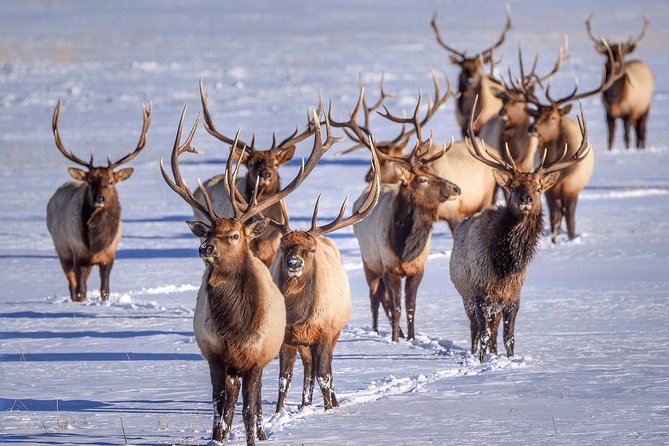 Grand Teton and National Elk Refuge Winter Wonderland Full Day Adventure - Comfort and Amenities